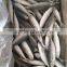 IQF light caught frozen round scad frozen horse mackerel