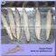 Top Quality Precooked Bonito Loins Bonito Tuna Loin