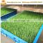 Hydroponic animal barley fodder oat sprouting machine for livestock