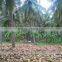Coconut Supplier in India