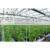 2020 cheap glass greenhouse for sale