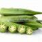 WHOSALE VEGETABLE HIGH QUALITY AND FAMOUS DRIED OKRA MADE IN VIET NAM