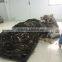 Green seaweed/laminaria/kelp cut Sun dried and Bag packing in bulk