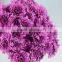 Bottom price new products colorful purple chrysanthemums