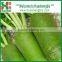 Fresh green radish for exporting