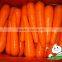 Fresh Red carrot With Various Size S M L 2L Carrot