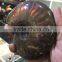 Natural rainbow ammonite fossils snail fossils specimen minerals