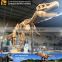 MY Dino-C072 Animatronic fiberglass tyrannosaurus rex skeleton