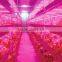 XQD shenzhen solar power 3gp king 12W led grow light