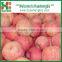 Fresh apple growing paper bag with good quality