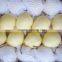 fresh ya pear&new crop&the most lowest price