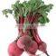 Carrot/Beetroot Blend