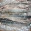 Frozen Gray Mullet Fish