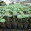 Hot Sale seed growing nutritive block machine