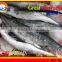 FROZEN BARRACUDA FISH WHOLE ROUND