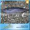 BQF Fish Bonito From China