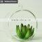 Florists new arrival glass pot succulents for interior decoration