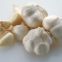 Organic Garlic Garlic Price Fresh Garlic New Crop Wholesale Garlic Price