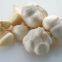 High Quality Natural Pure White Garlic Sell Like Hot Cakes New Crop Wholesale Garlic Price Wholesale Garlic