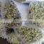 Factory hotsell mini fresh cut gypsophila in china