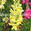 Fresh cut new arrival pure snapdragon flower