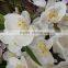 105cm Tall Wedding White Butterfly Orchid