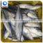 frozen seafood bonito tuna fish exporters