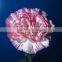 China Crazy Selling Fresh Cut Carnation Flower for Wholesale