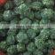 iqf frozen spinach ball and frozen spinach dice