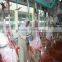 Sheep /goat ritual slaughter system