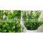 Yiwu Wholesale Craft Artificial Eucalyptus