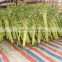 60cm spiral lucky bamboo air bonsai tree dracaena sanderiana indoor ornamental water aquatic plants garden decoration