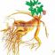 Ginseng Extract 100% Pure Root