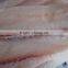 Well trimmed frozen fish fillet