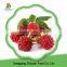 High Quality Frozen Raspberry Crumble and Broken Raspberry