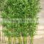 LF101616 Artificial bamboo plants/hot sale real trunk fake bamboo plants