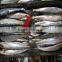 Fresh sardine for bait on sale