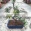 Podocarpus macrophyllus bosnai