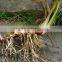 Acorus Calamus