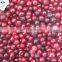 Sinocharm BRC Approved Q>5mm Organic IQF Whole Lingonberry Frozen Lingonberry