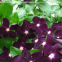 1000pcs sadabahar flower seeds pink periwinkle vinca rosea seeds for sale