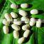 New Crop Dry White Kidney Beans For Sale