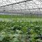Versatile multi span poly film Greenhouse for Hydroponic NFT and Soilless systems