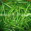 FRESH GREEN CHILI