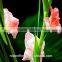 China wholesaler fresh pink gladiolus flowers for home/party /festival decoration