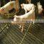 304 stainless steel crimped wire mesh for pig(ISO9001)