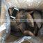 Chinese Frozen Black Tilapia /Chopa