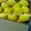 Fresh Lemon