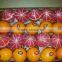 1600 cartons per container of Egyptian Oranges