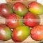 Fresh Mango ( Kent , Keitt Zebdia, Taymor, Mabroka, Fons, Hindi, Aweas )